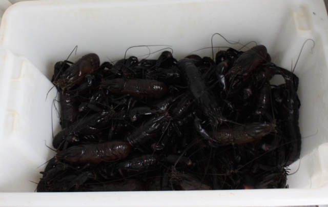 Western Australian MArron In Grading Tub