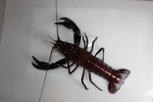 Western Australian Marron