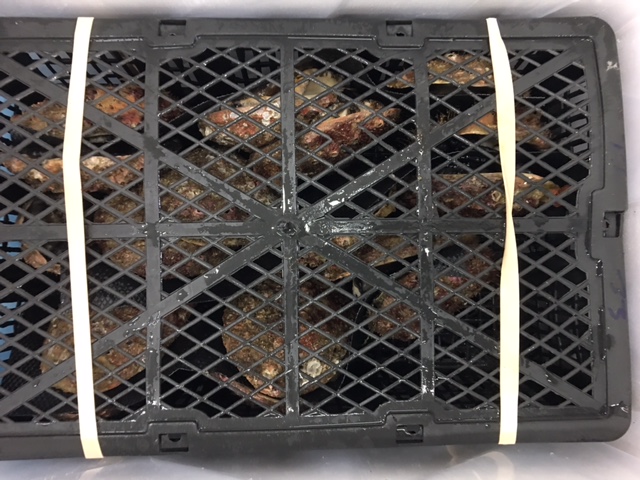 Blacklip Abalone Bottom